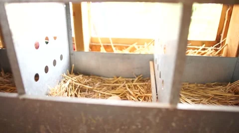 Farm Fresh Organic Eggs Video stock 66491663