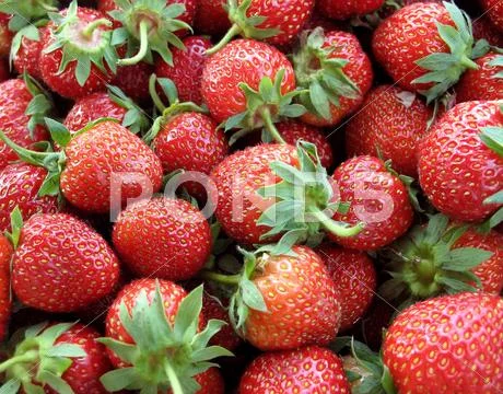 Farm-fresh organic strawberries Stock Photos