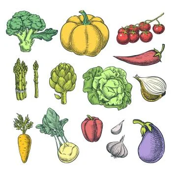 Farm fresh vegetables set. Vector sketch illustration. Autumn farming and har Stock Illustration