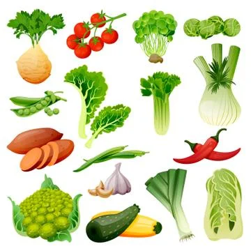 Farm fresh vegetables. Vector flat cartoon illustration. Isolated celery, tom Stock Illustration