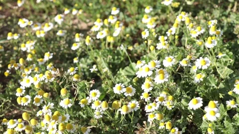 A farm full of chamomile Stock Footage 238866580