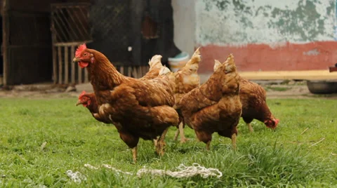 Farm Ginger Chickens Stock Footage 37841367