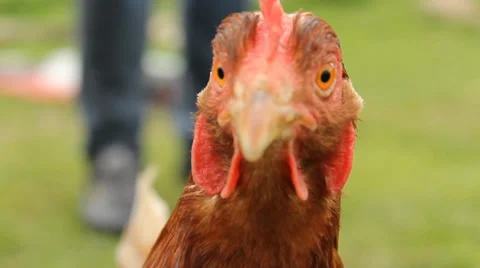 Farm Ginger Chickens Low Level VCU Stock Footage 37842139
