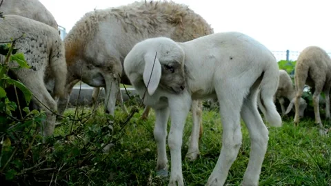 Farm: goat Video stock 236806519