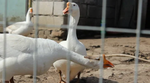 Farm Goose Stock Footage 37841608