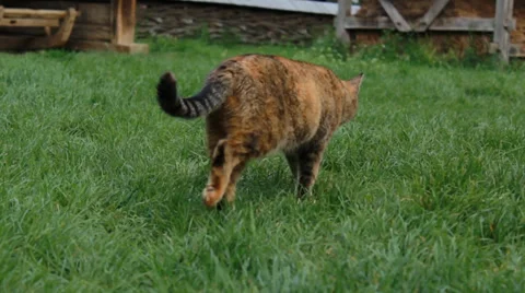 Farm Grey/Brown Cat Stock Footage 37841724