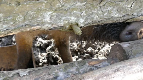 Farm for growing wild boars. Wild pigs in the pen. Stock Footage 89621453