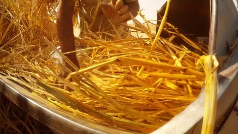 Farm-hands put stems of sorghum in straw-cutter and grind its many dust agricult Stock Footage 90657558
