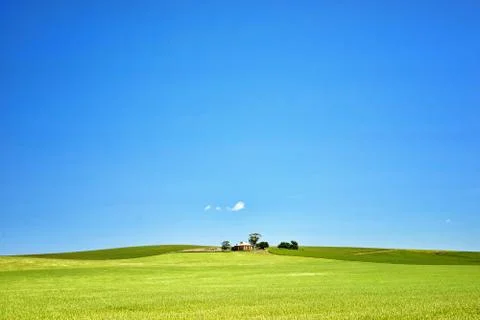 Farm has fields of wheat Stock Photos