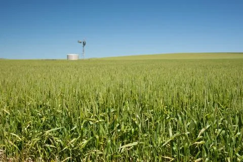 Farm has fields of wheat Stock Photos