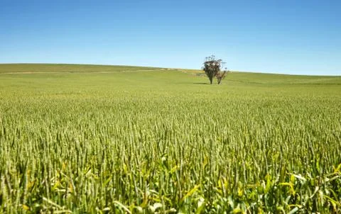 Farm has fields of wheat Stock Photos