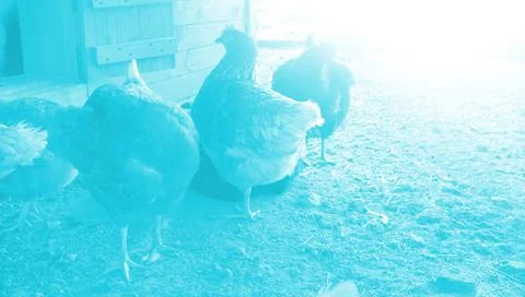 Farm hens in yard. Selective focus. natural farming concept Фото