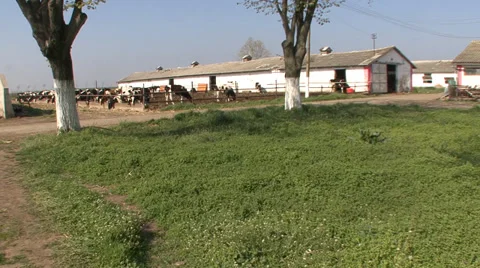 Farm with Holstein cows Stock-Footage 39671751