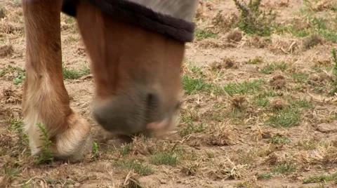 Farm horses 2 Video stock 49096157
