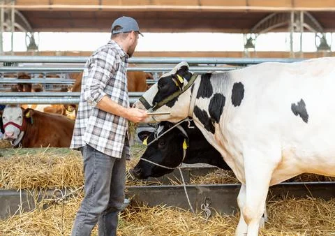 Farm inspector using digital tablet to check cows at livestock farm Foto stock