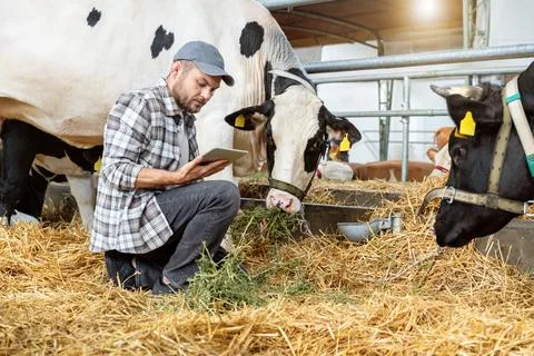 Farm inspector using digital tablet to check cows at livestock farm Stock Photos