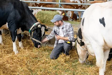 Farm inspector using digital tablet to check cows at livestock farm Stock Photos