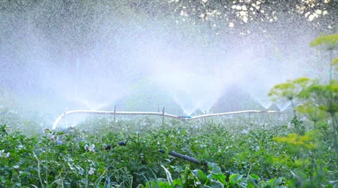 Farm Irrigation of potato Stock Footage 25480573
