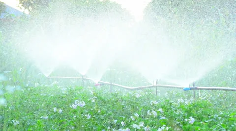 Farm Irrigation of potato Vídeos de archivo 25480702