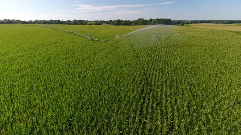 Farm irrigation system on corn crops Vídeos de archivo 136691044