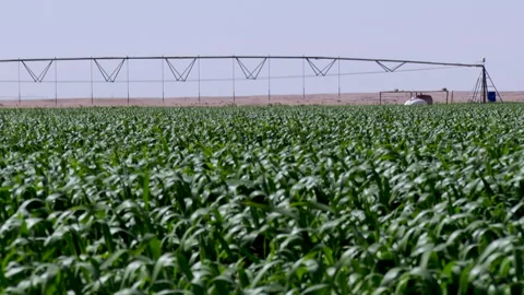 Farm irrigation system operates in vast wheat field under clear blue sky Stock Footage 302624683