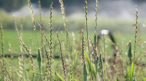 Farm Irrrigation System in Blurred Background Field 스톡 동영상 25269960