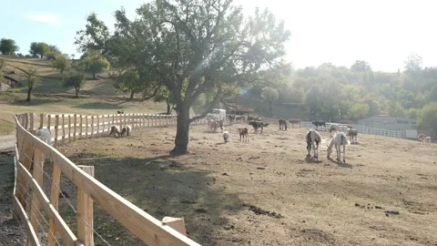 Farm in Kosova Stock Footage 318902285