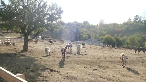 Farm in Kosova Stock Footage 318902287