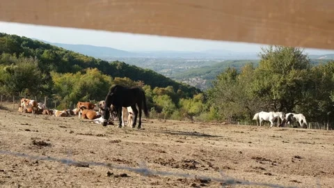 Farm in Kosova Stock Footage 318902288