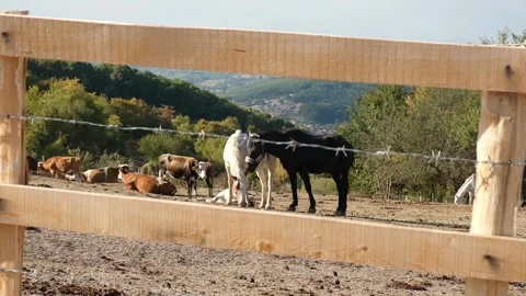 Farm in Kosova Stock Footage 318902289