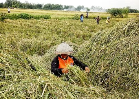 A farm laborer Stock Photos