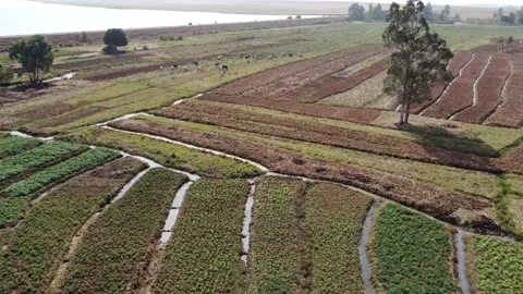Farm land Stock Footage 166801852