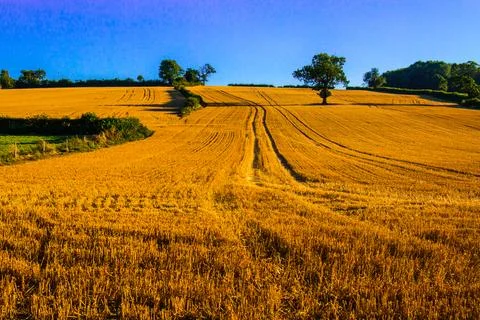 Farm land Stock Photos