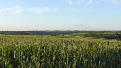 Farm Landscape, Midwestern Fields of Wheat Video stock 115041826
