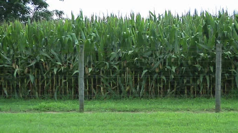Farm, Large, thick field of corn ready for harvest, slow drive by Stock Footage 25872664