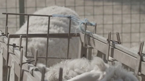 Farm Livestock, Stock Footage 170490526