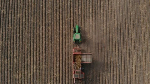 Farm machinery harvesting potatoes. Farmer field with a potato crop. Shooting Stock Footage 104911286