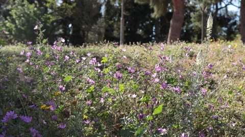 Farm with mallow flowers in spring Stock Footage 238866331
