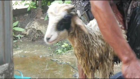 A farm man is bathing his dirty sheep Stock Footage 315194302