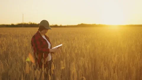 Farm manager checking crops for ripeness while standing in the field Stock Footage 263073389