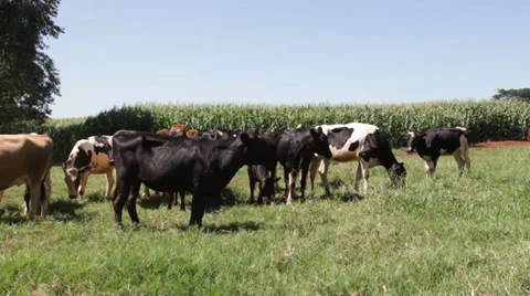 Farm milk Cattle  库存影片 35247893