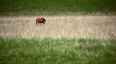 Farm in mountains 2 Stock Footage 7728836