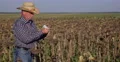 Farm Owner Count Cash Profit in Business Deal with Sunflower Agriculture Product 4k or 4k+ Resolution
