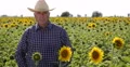 Farm Owner Looking Proud in a TV Presentation for His Best Sunflower Plantation 4k or 4k+ Resolution