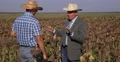 Farm Owner Partners Talk About Sunflower Agriculture Industry Business Problems 4k or 4k+ Resolution