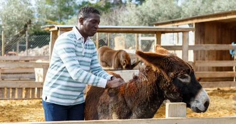 Farm owner taking care of donkey Stock Photos