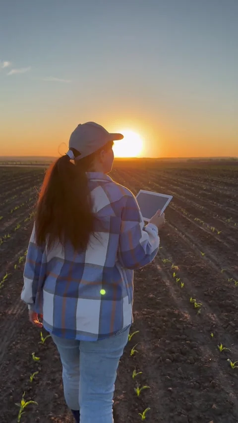 Farm owner working on corn field. Farmer woman with digital tablet walking Stock Footage 304169690