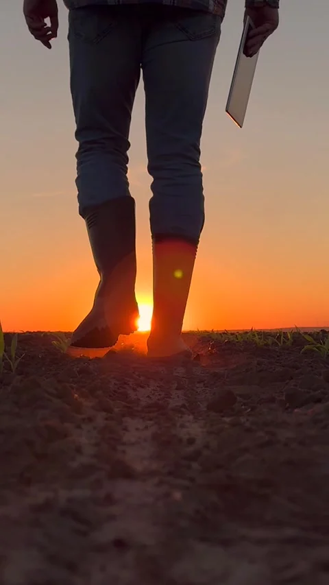 Farm owner working in corn field. Growing food. Farmer with digital tablet go in Stock Footage 310187866