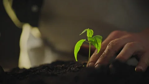 The farm owner is working to prepare the soil for planting fresh vegetable s Stock Footage 276916138