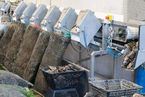 In farm oyster sorting machine by size ready to delivery and sall Stock Photos